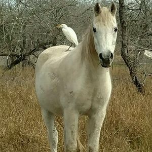 Meet your Posher, Barbara